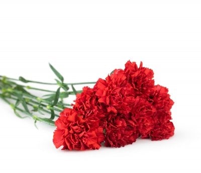 Carnation on request (Mix greens)