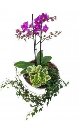 Phalenopsis plant