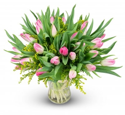 Ernestine - pink tulip (Small)