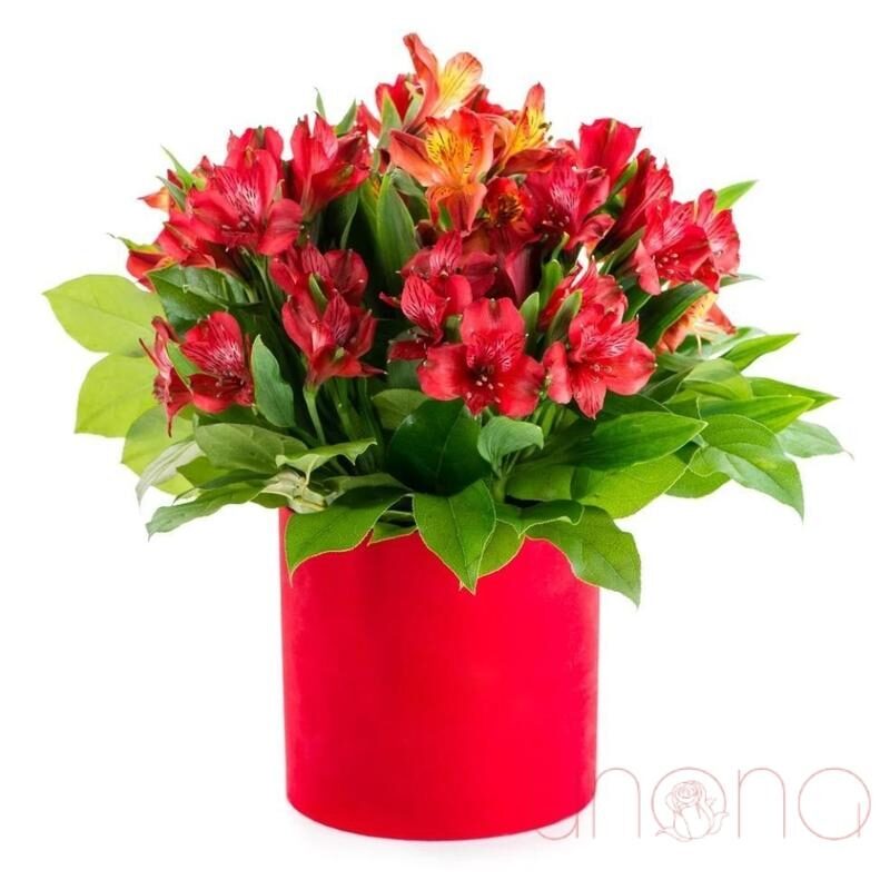 Fancy Alstroemerias Gift Box (red / regular)