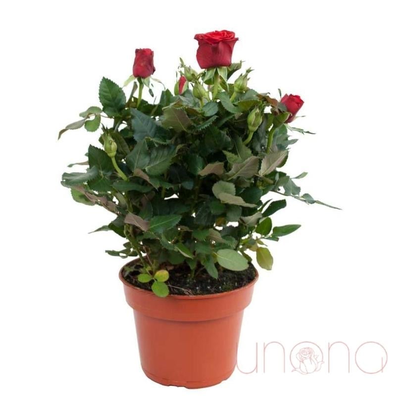 Miniature Rose Bush