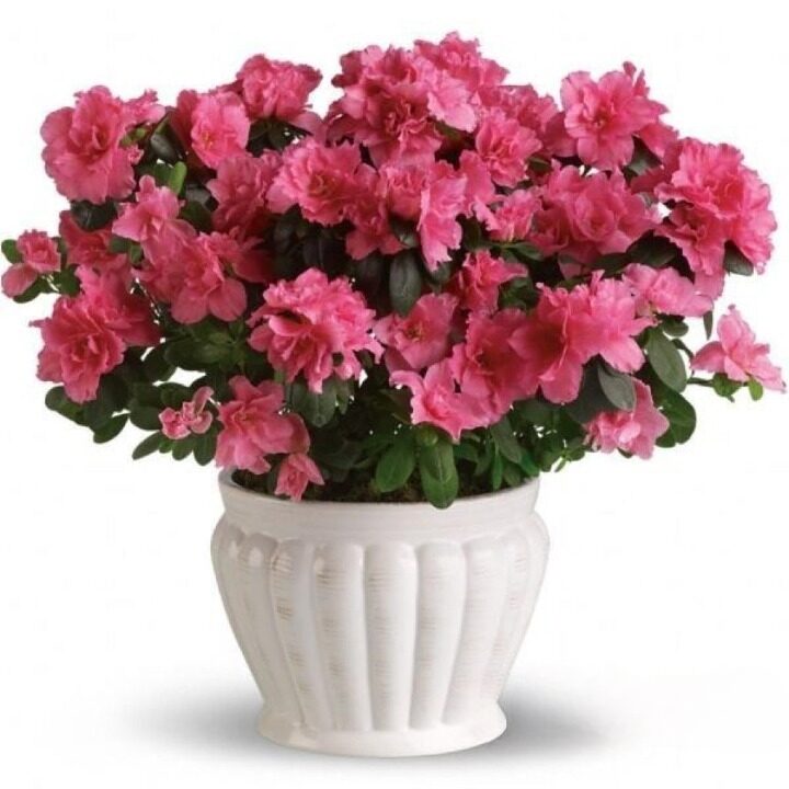 Azalea