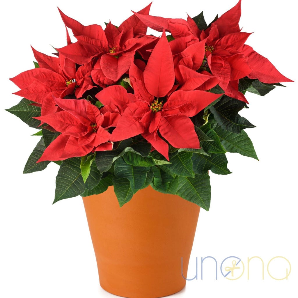Classic Christmas Poinsettia (medium)