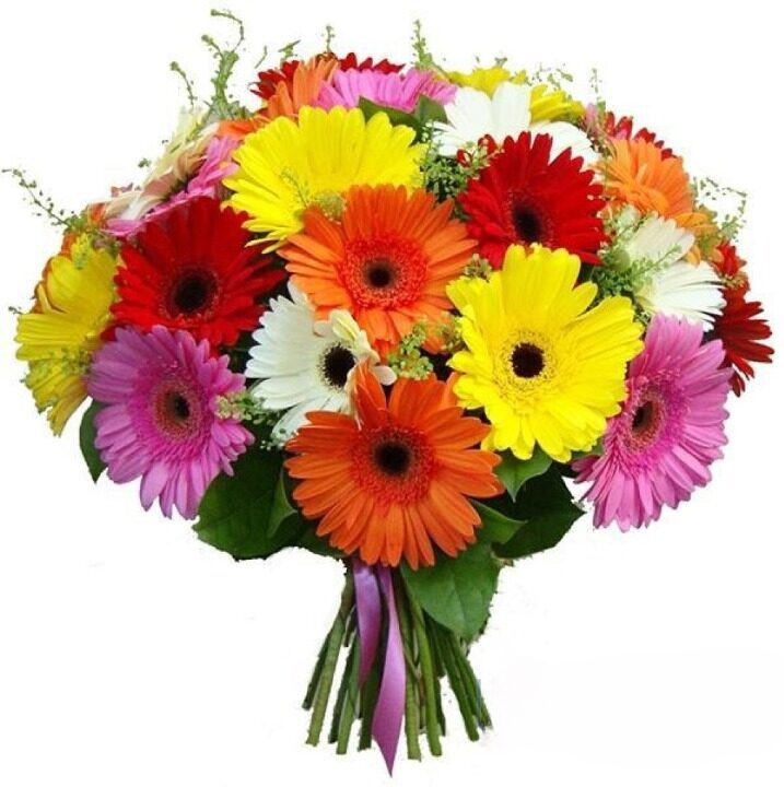 Fabulous Gerberas Bouquet (regular - fresh, quality flowers)