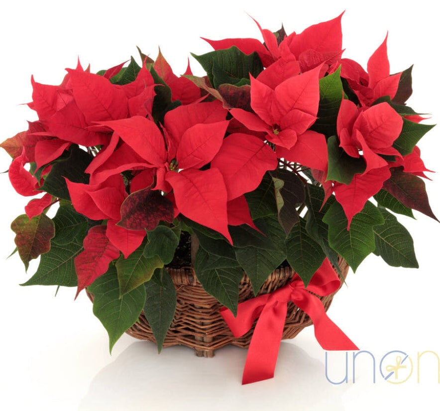 Gorgeous Poinsettia Flower Basket (Medium)