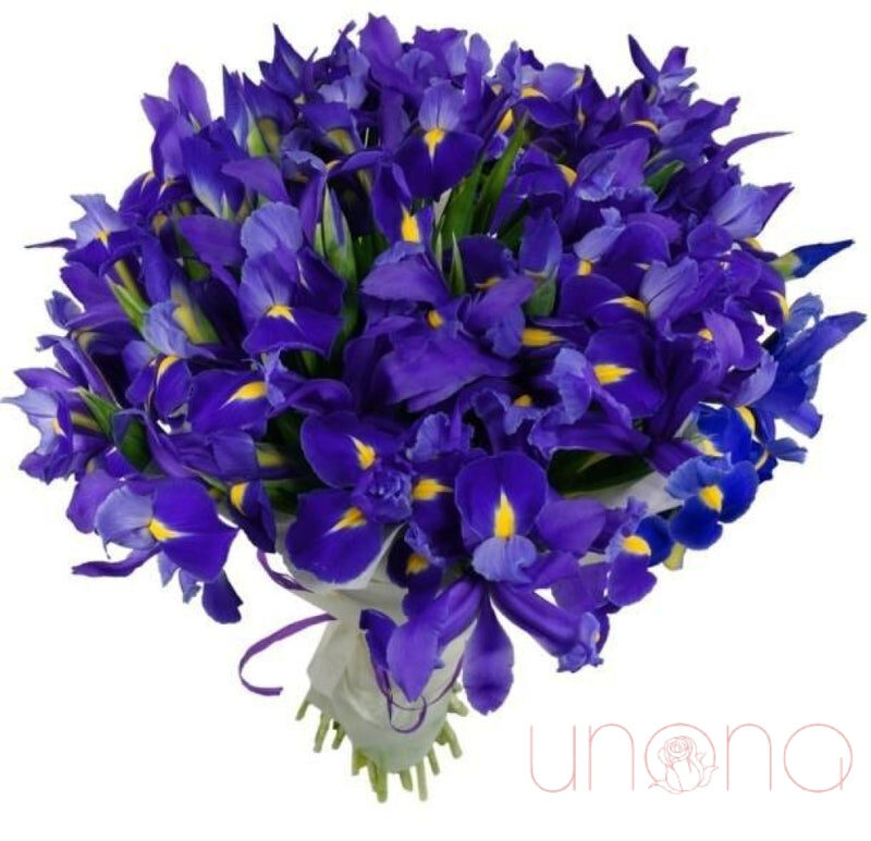 Passionate Irises