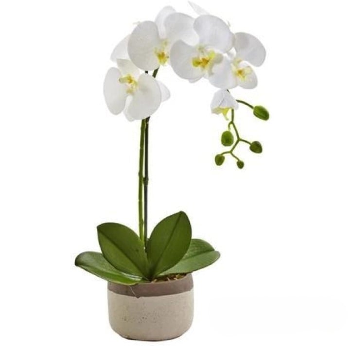 Phalaenopsis Orchid