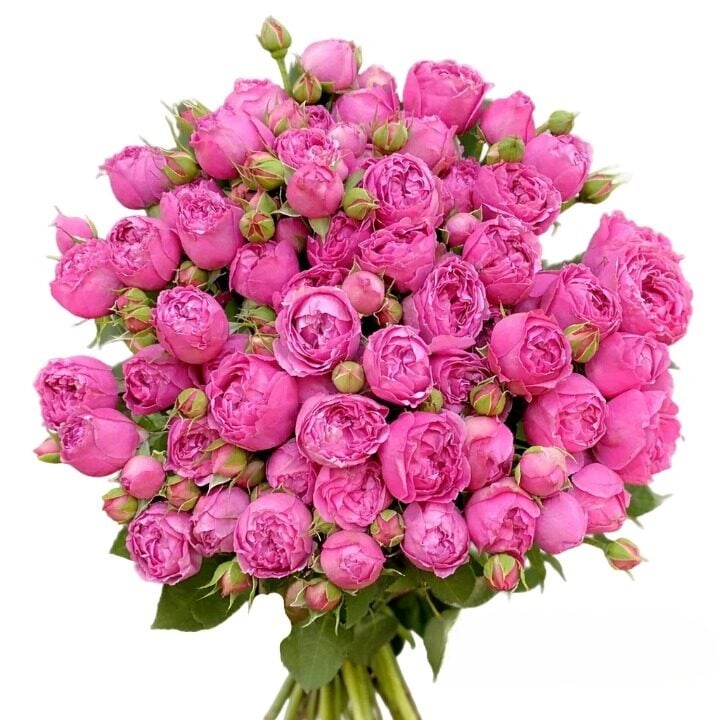 Pink Spray Garden Roses Bouquet (15 roses )