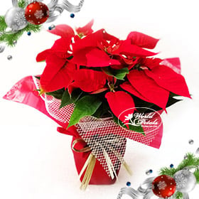 Poinsettia