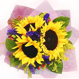 Perfect Sunshine (Medium)
