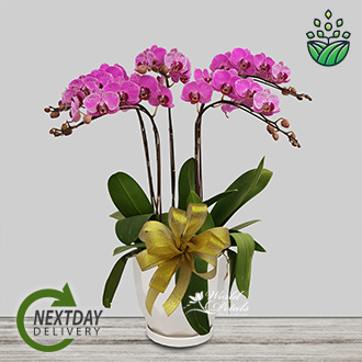 7707PL - PHALAENOPSIS Pink (Normal)