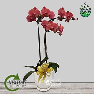 Phalaenopsis Pink (Deluxe)