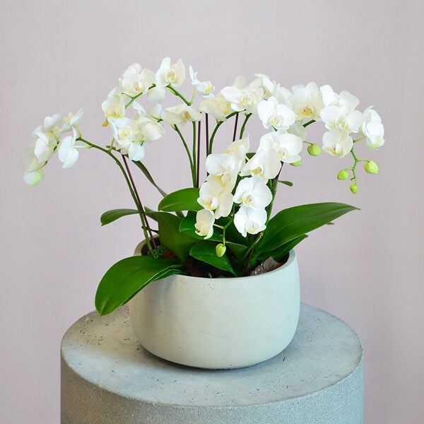 3 Midi Orchids In A White Pot