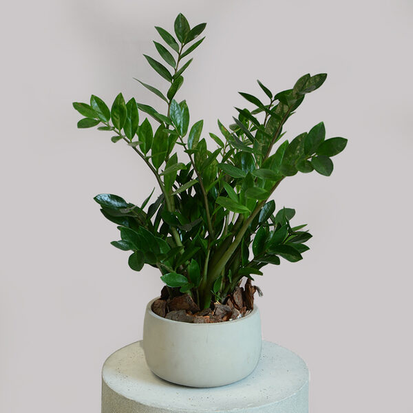 Zanzibar With Cement Pot