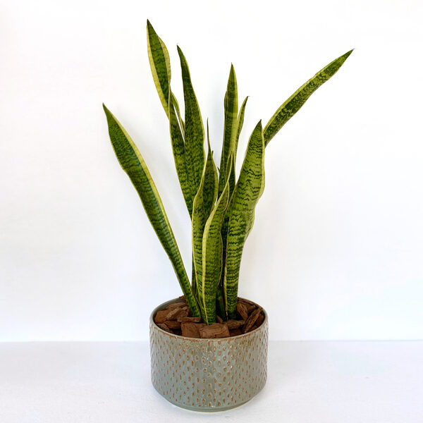 Indoor Snake Plant