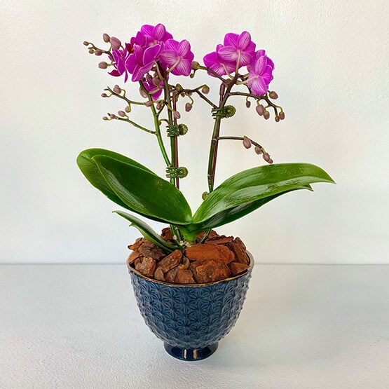 Midi Orchids Purple 40Cm With Blue Vase