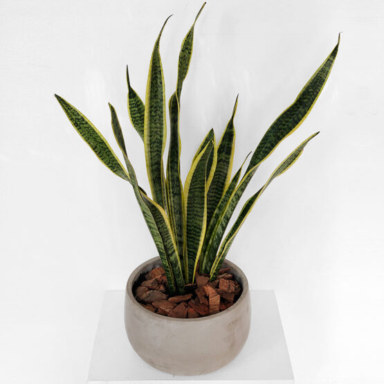 Snake Plant Grey Pot