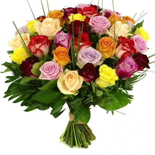 Mixed rosemary super (Mixed pink box 20 pieces included sheet material)
