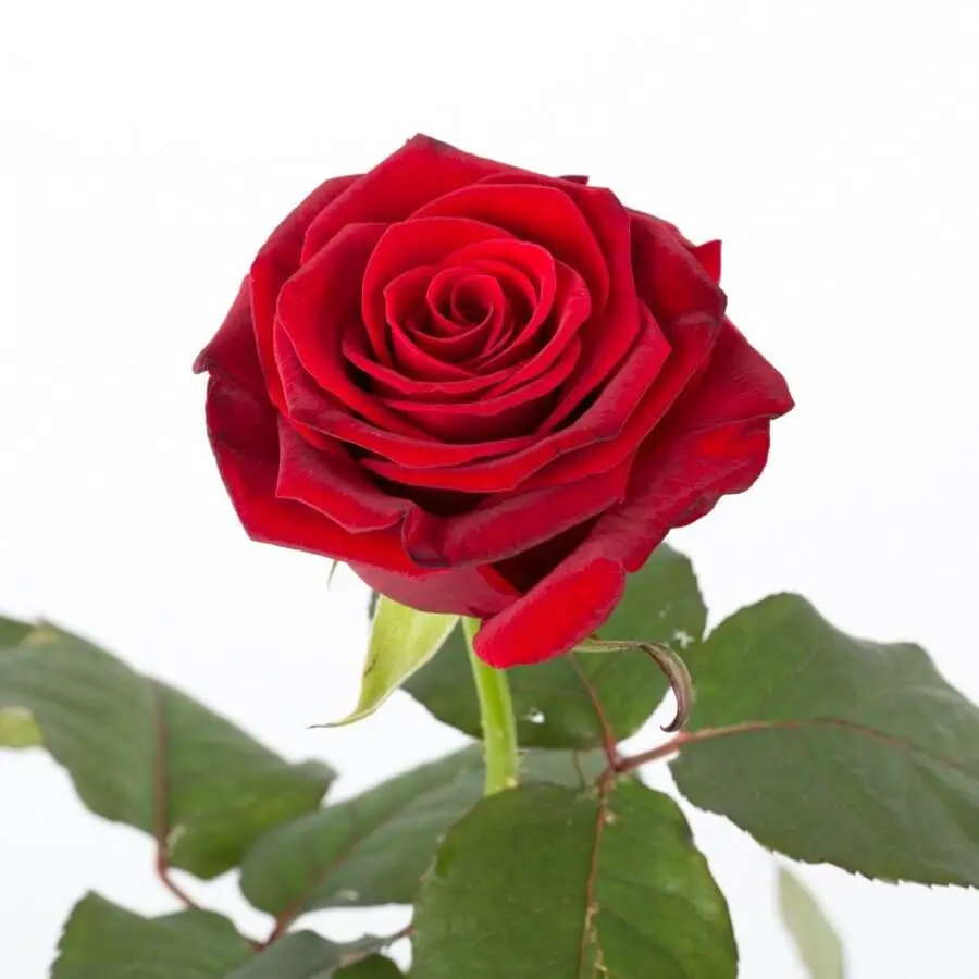 Langstilket rød Rose