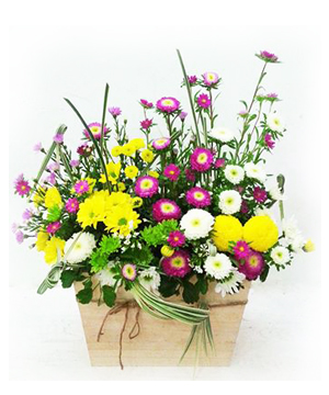 Flower Boxes - Cabinet