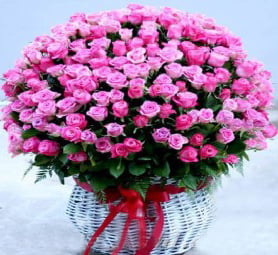 Pink Dream