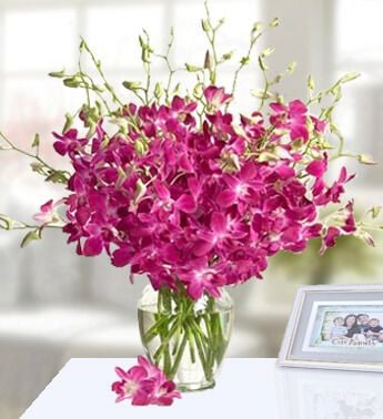 Warm Glow (20 Purple Orchids)
