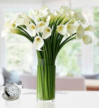 Morning Glory (30 Cala Lilies)