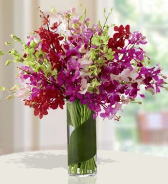 Vibrant Color (10 Red ,20 Purple ,10 Pink ,10 Green Mokara Orchids)