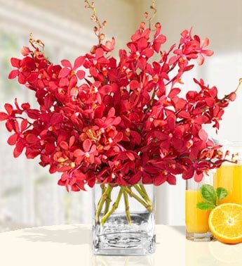 Red Mokara Orchids (20 Red Mokara Orchids)