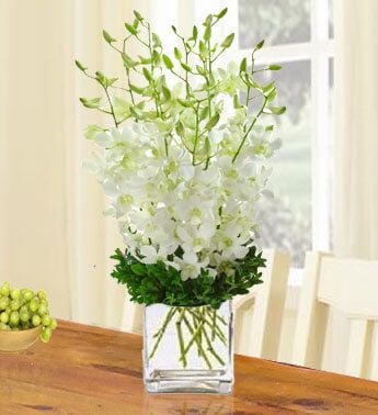 Purity (20 White Orchid)