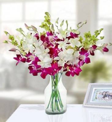Exotic Orchids (Classic)