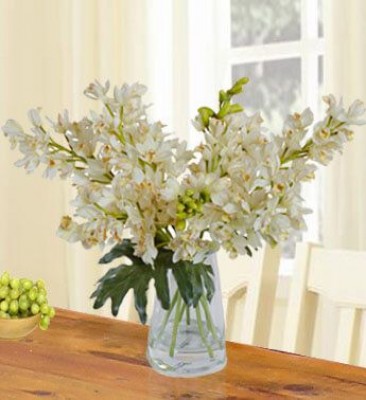 Realistic White Cymbidium Orchid (Classic)