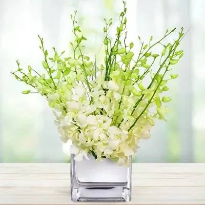 Serenity Orchids (Classic)