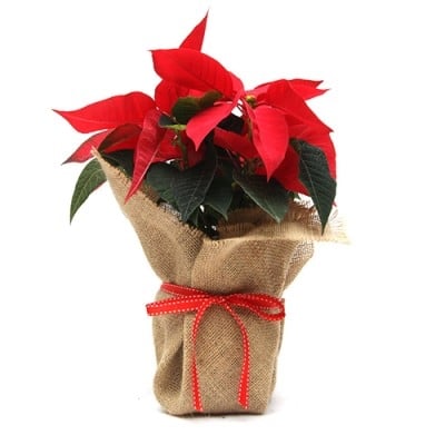 BURLAP POINSETTIA (Small)