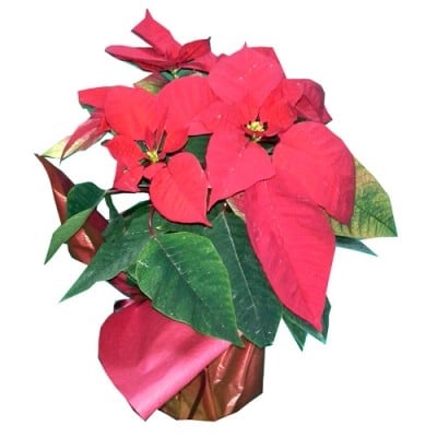 POINSETTIA (Small)