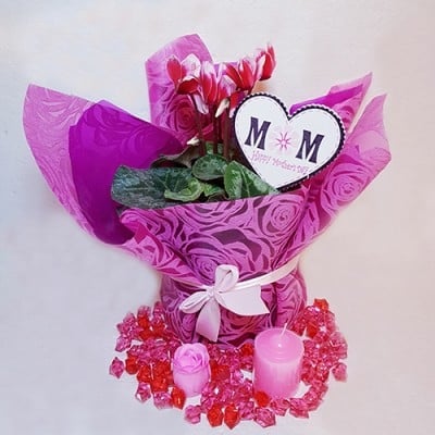 Cyclamen Wrapped