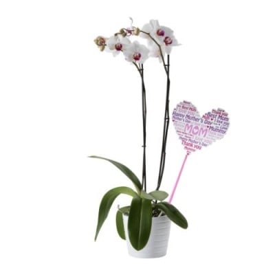 2 Stems Orchid