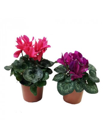 Cyclamen Plant