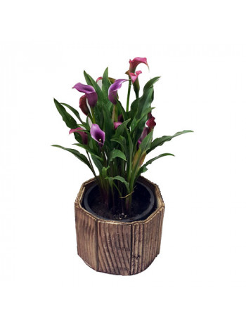 Arum