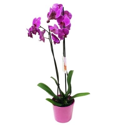 Orchid's Beauty