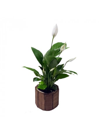 Spathiphyllum (Small)