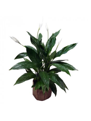 Spathiphyllum