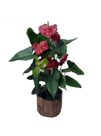 Anthurium Large