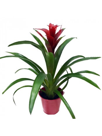 Guzmania