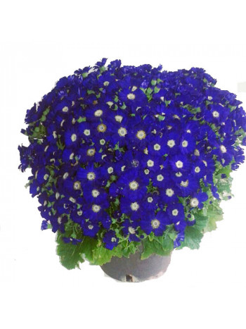 Cineraria Plant