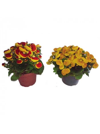 Begonia Plant