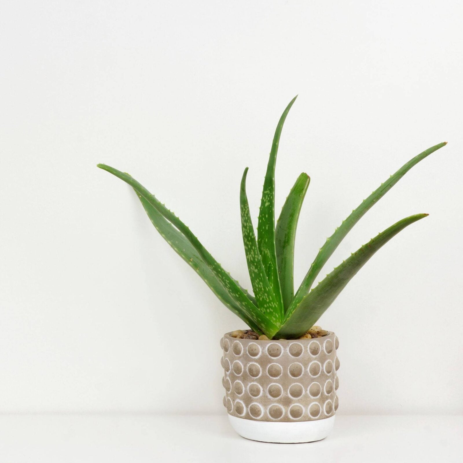 Aloe Vera Plant