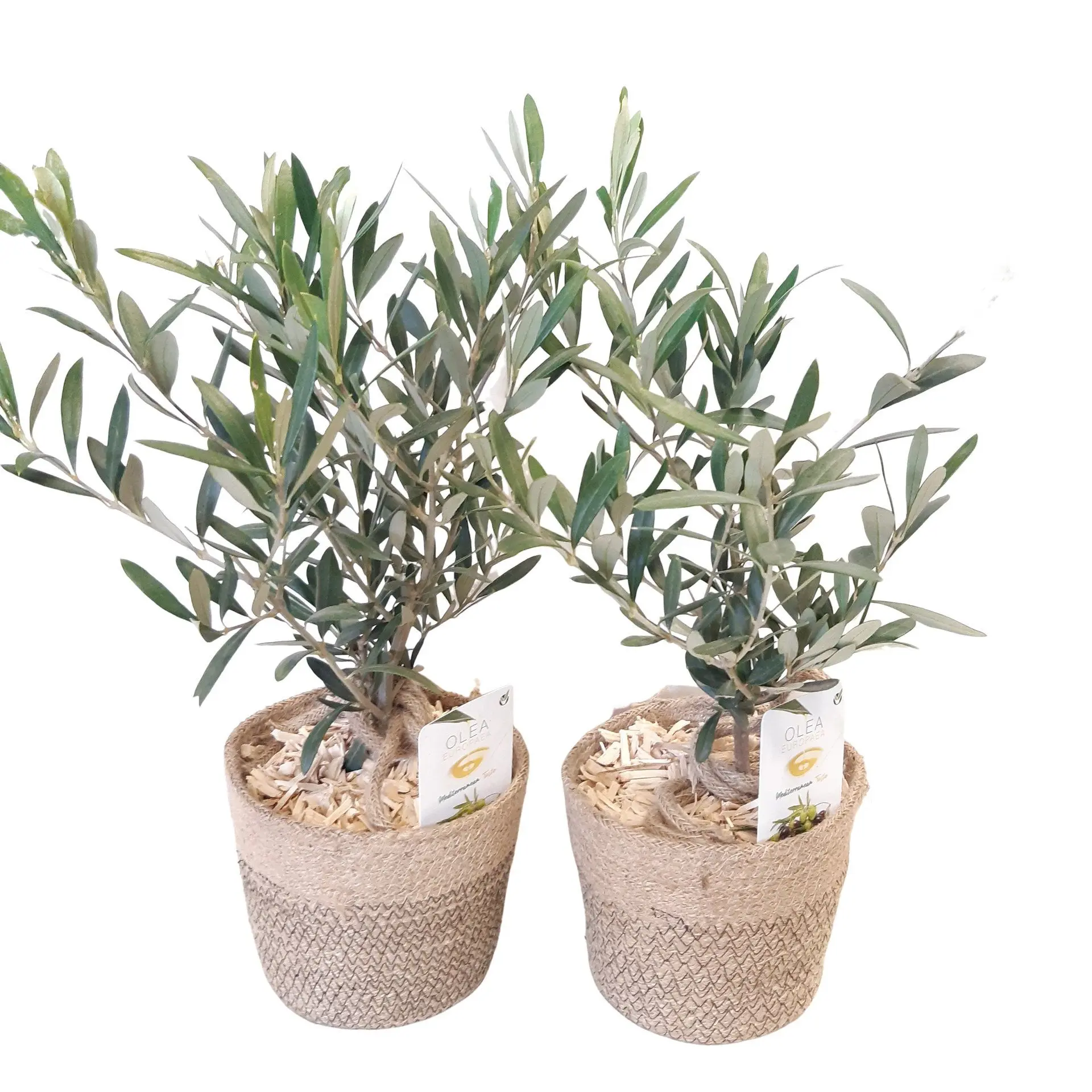 Olive tree
