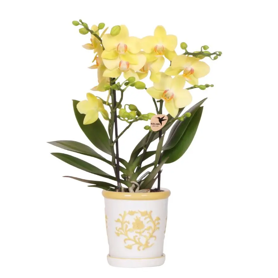 Yellow orchid plant