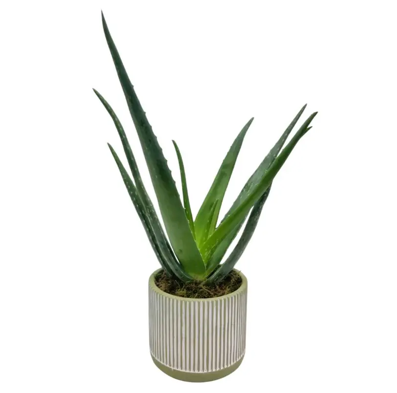 Aloe Vera Plant